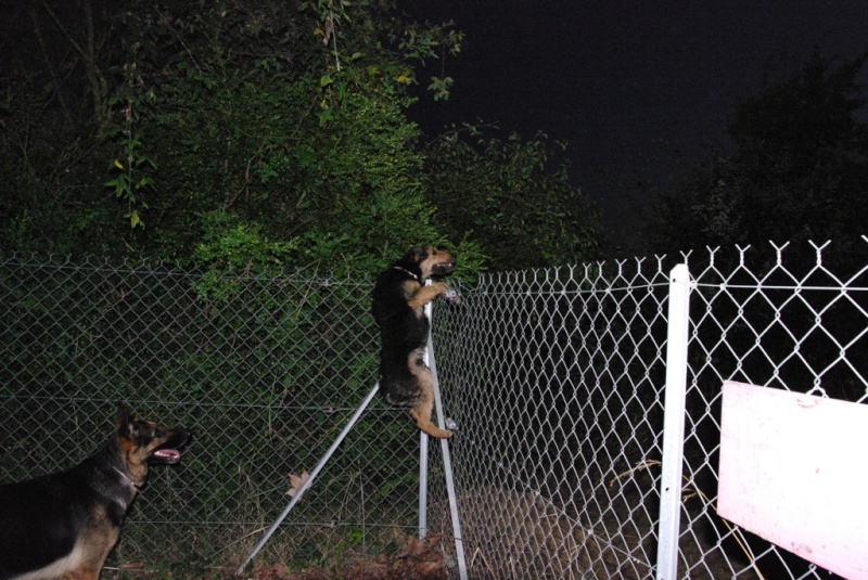 clôture grillagée pour chien