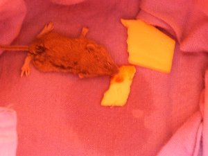 bild2a20.jpg