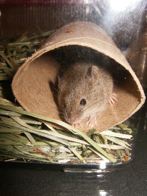 maus_010.jpg