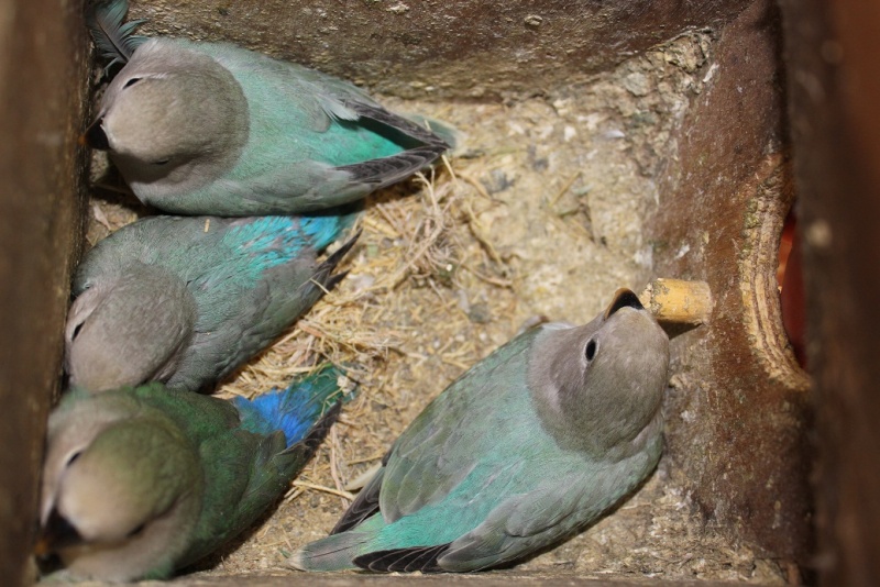 Opaline rencontres