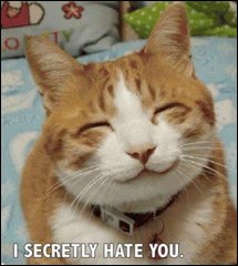 votre chat vous hait