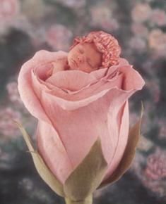 bebe filette dans une rose
