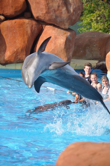 rencontre avec les orques marineland