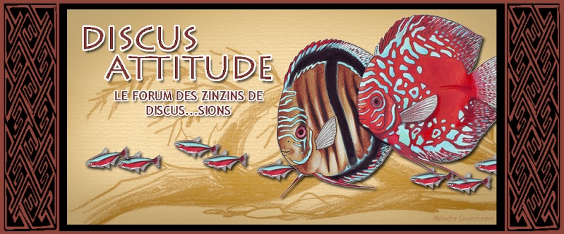FORUM DISCUS ATTITUDE