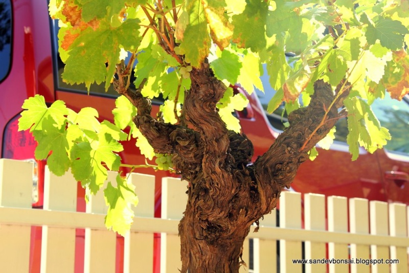 bonsai grape vine