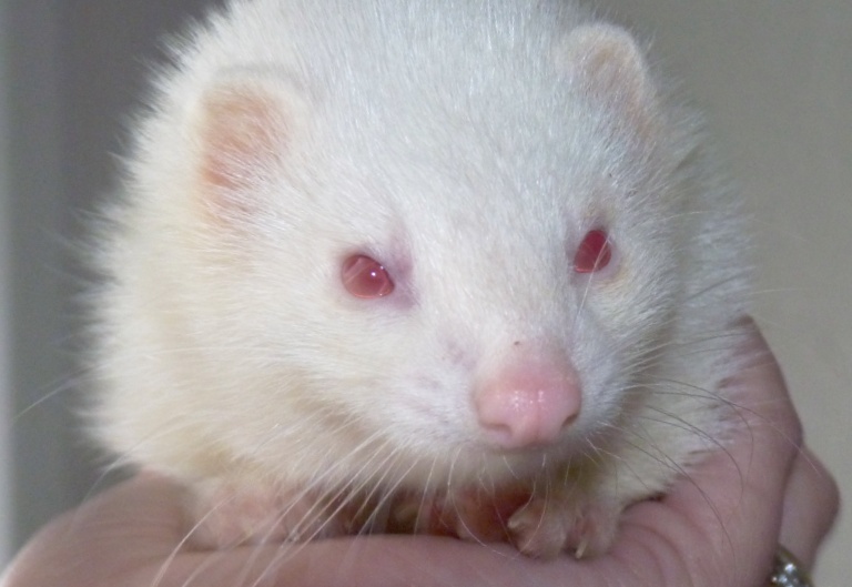 furet blanc