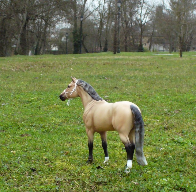 sexe d un cheval