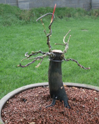 Japanese Maple Bonsai on This Last One Is Not A Shohin And Is An Acer Palmatum  Bloodgood