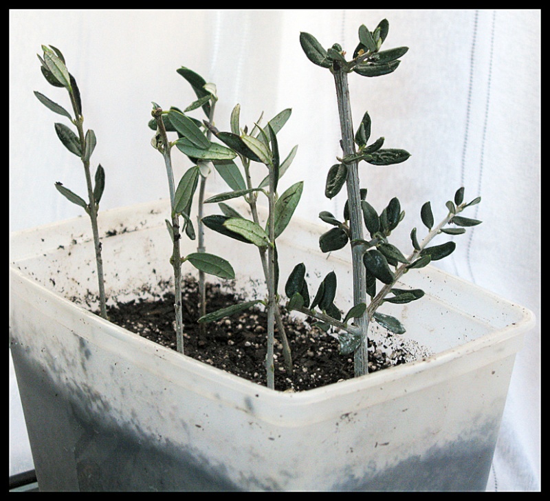 planter une branche d'olivier