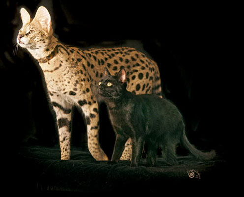 Perbezaan harimau dan kucing