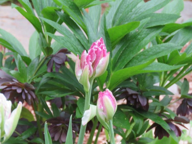 tulipe19.jpg