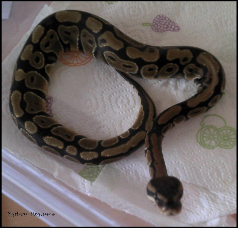 python12.jpg