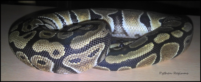 python13.jpg