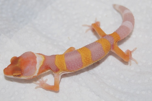 Baby 2012 (^^;) | Gecko Forums