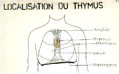 thymus10.gif