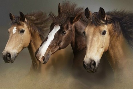 horses16.jpg
