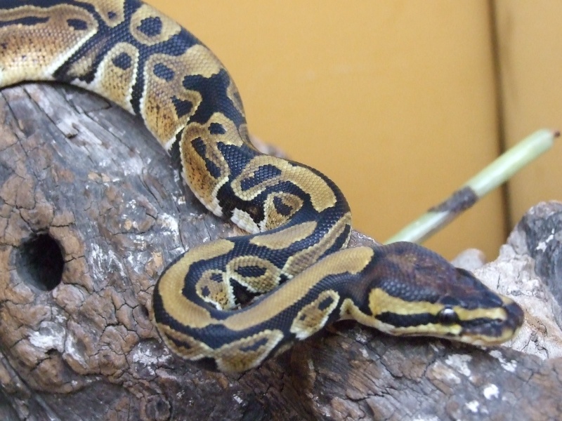 Python Royal