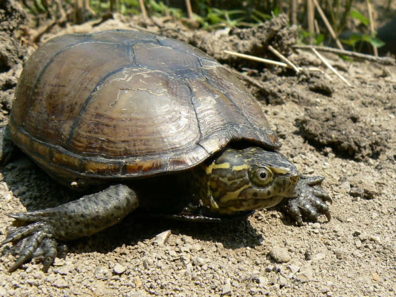 Field Herping in Tennessee