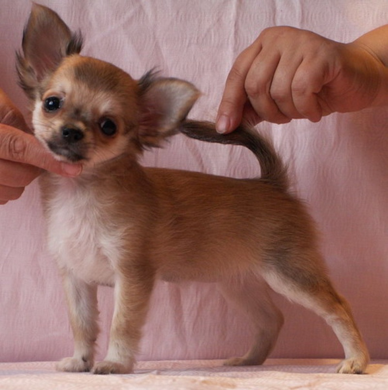 Чихуахуа мини фото гладкошерстные взрослых собак размеры