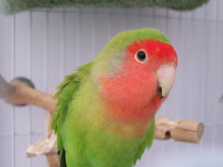 Splay legged/Spraddle Legged Birds - Parrot Forum - Parrot Owner's ...